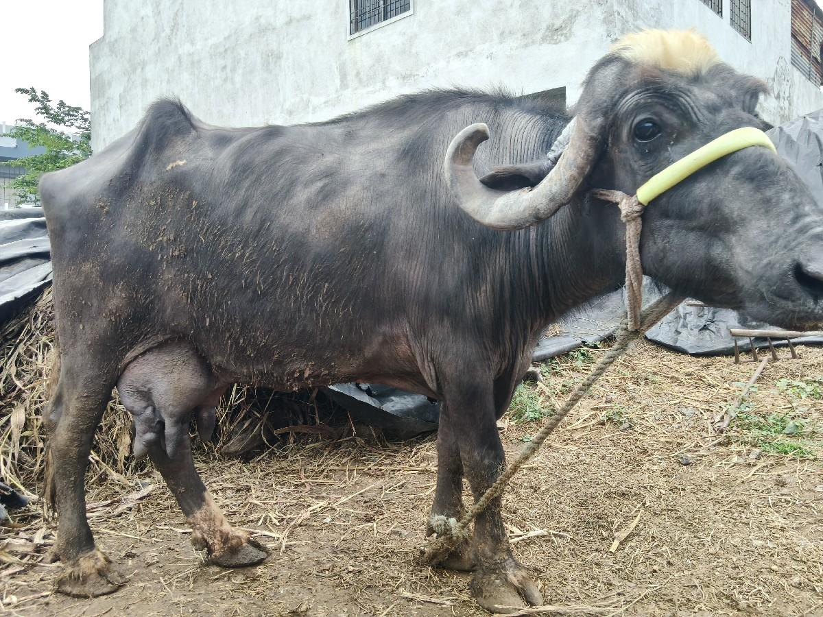 થંબનેલ 3