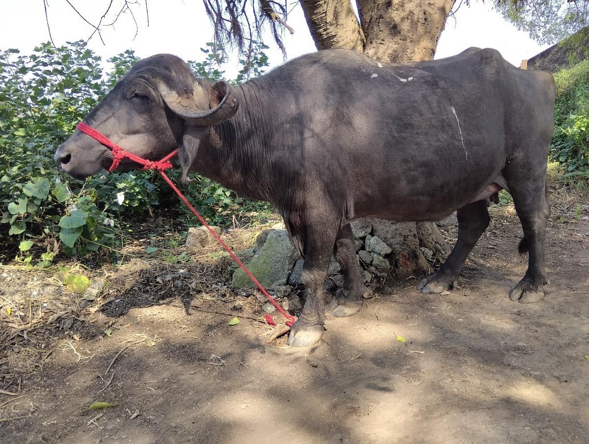 થંબનેલ 2