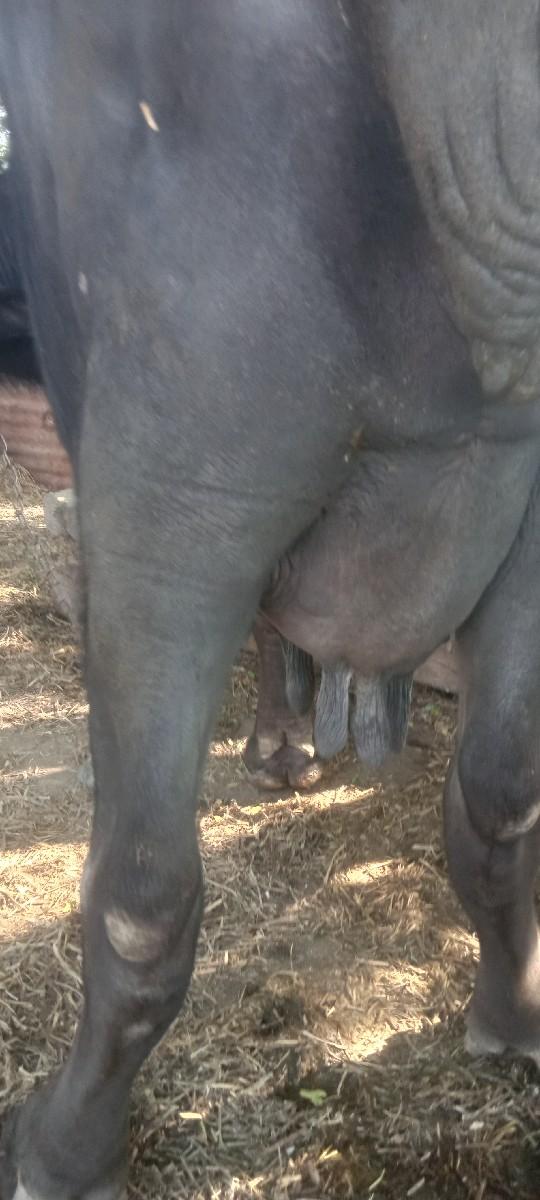 ભેંસ વેચવાની છે