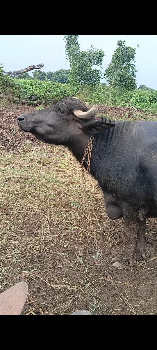 થંબનેલ 3