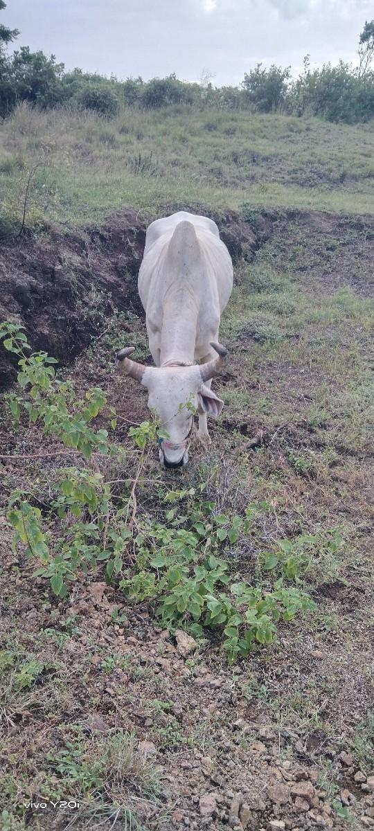 થંબનેલ 3