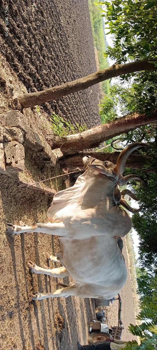 થંબનેલ 3