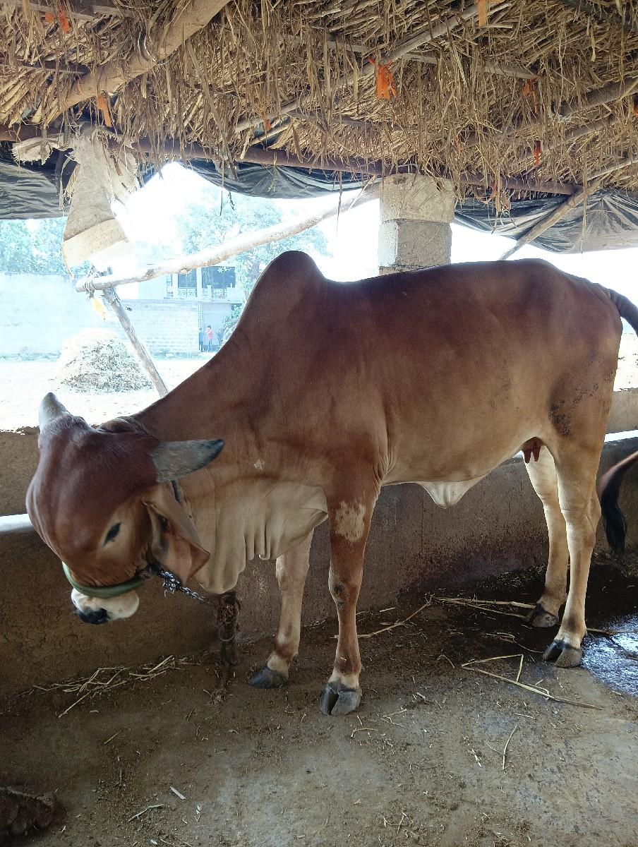 થંબનેલ 3