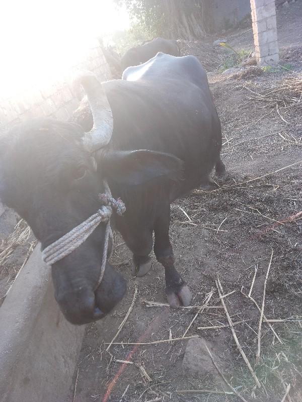 બની ભેંસ વેચવાની છે