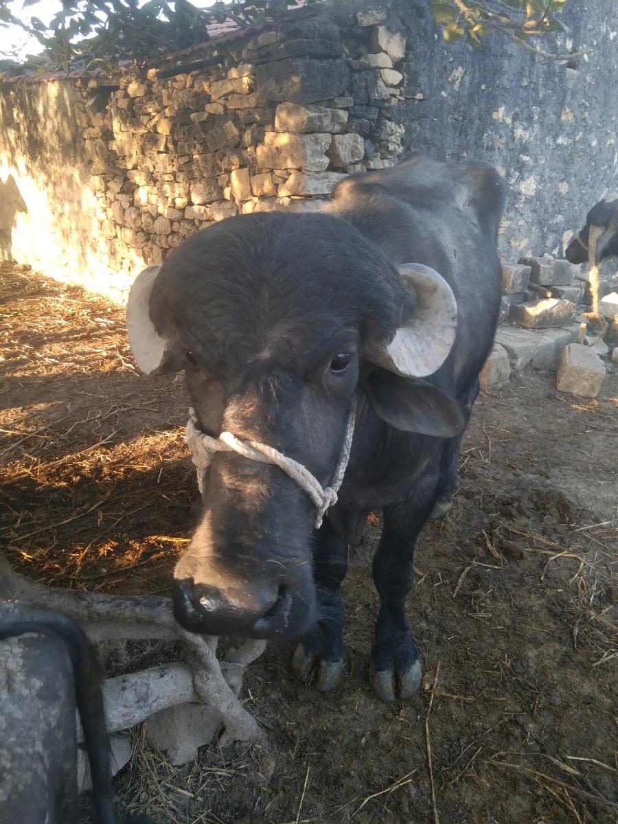 પાડો વેચવાનો છે