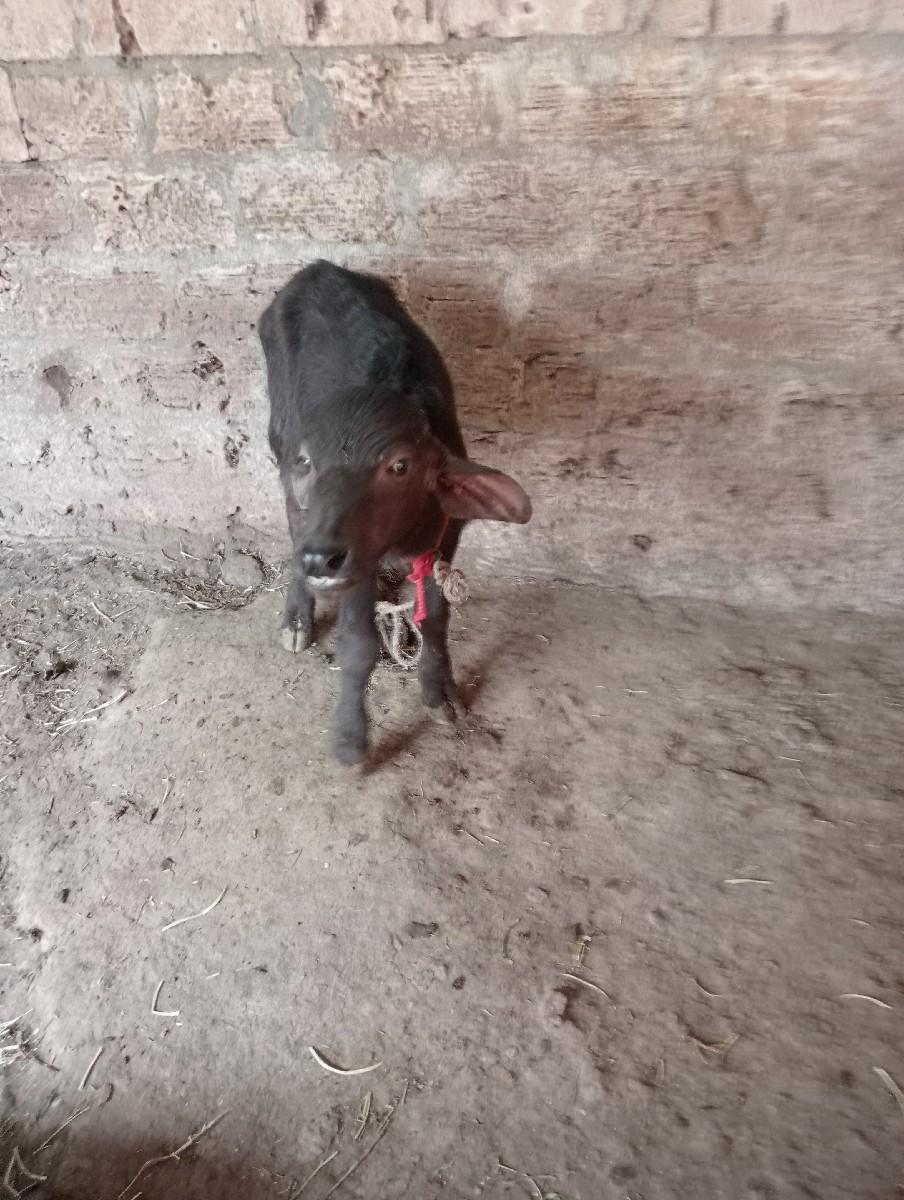 થંબનેલ 2