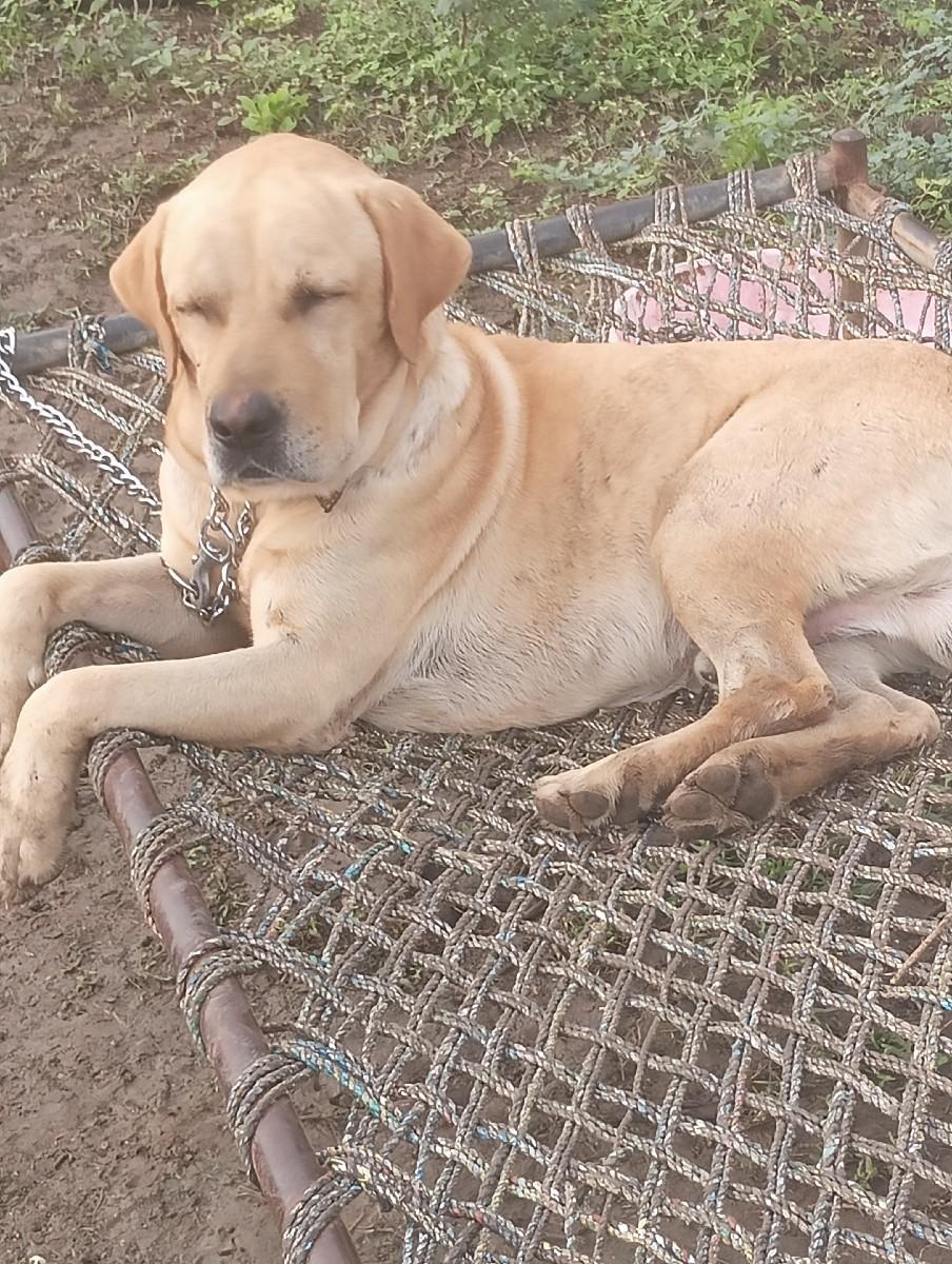 થંબનેલ 2