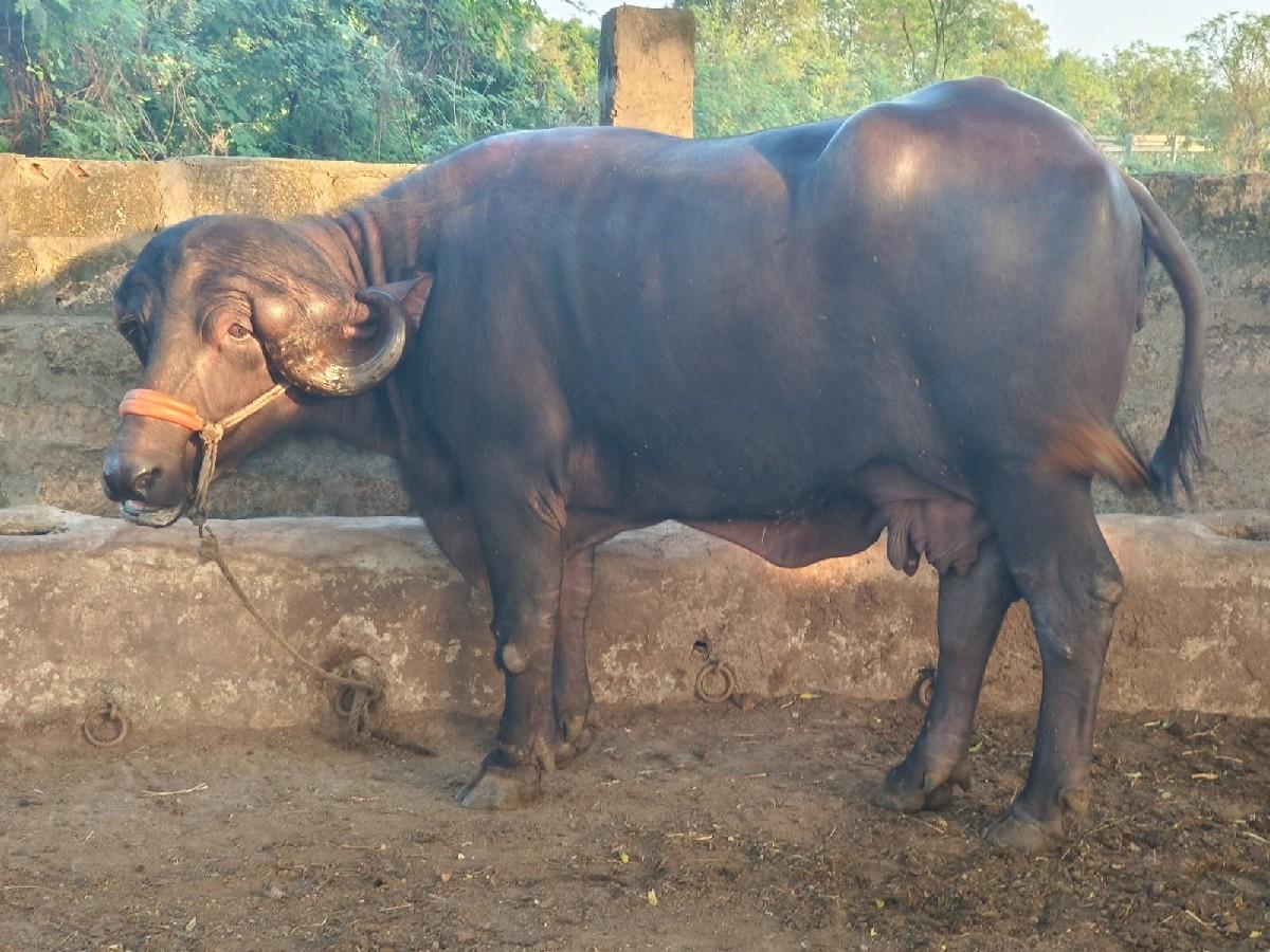 થંબનેલ 2