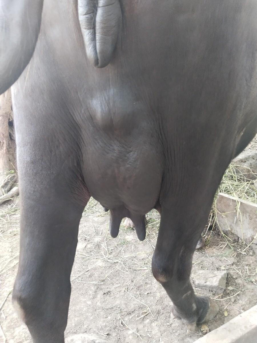 ભેંસ વેચવાની છે