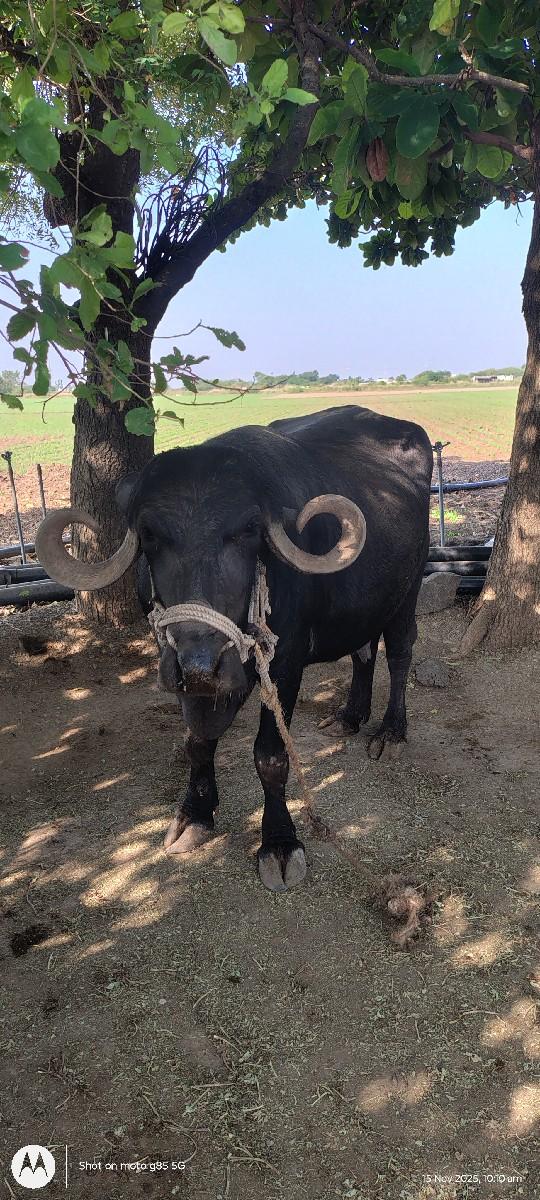 થંબનેલ 2