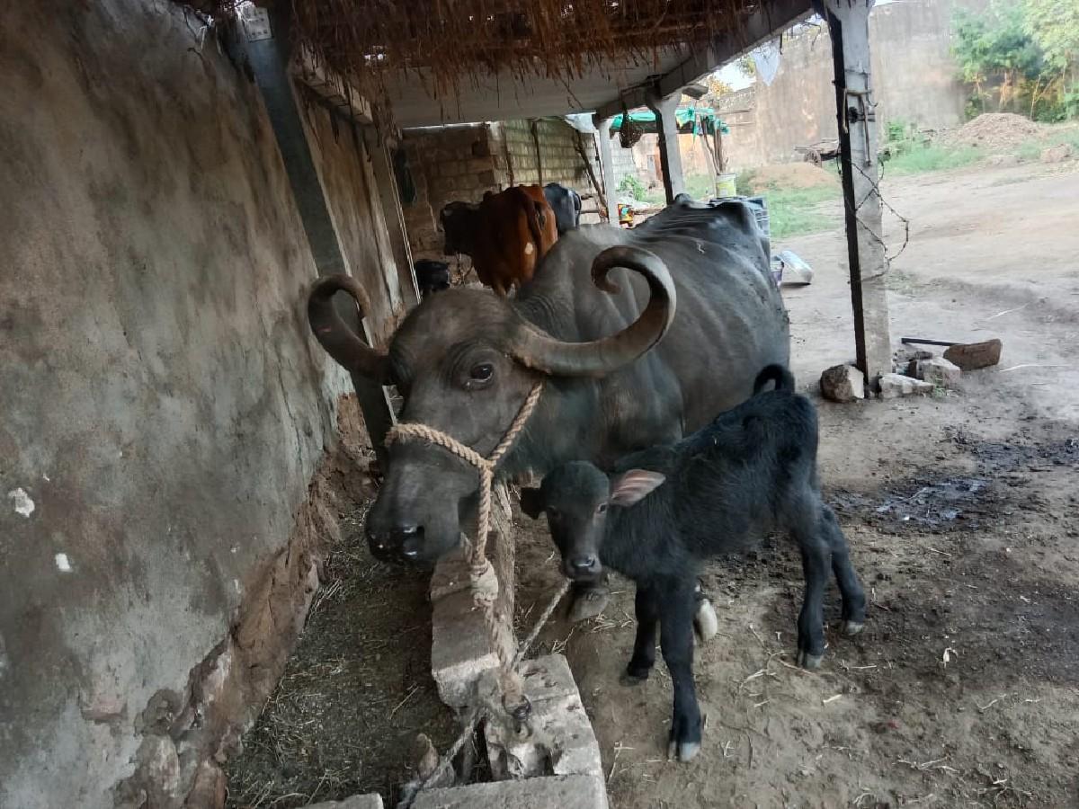 વેચવાની છે