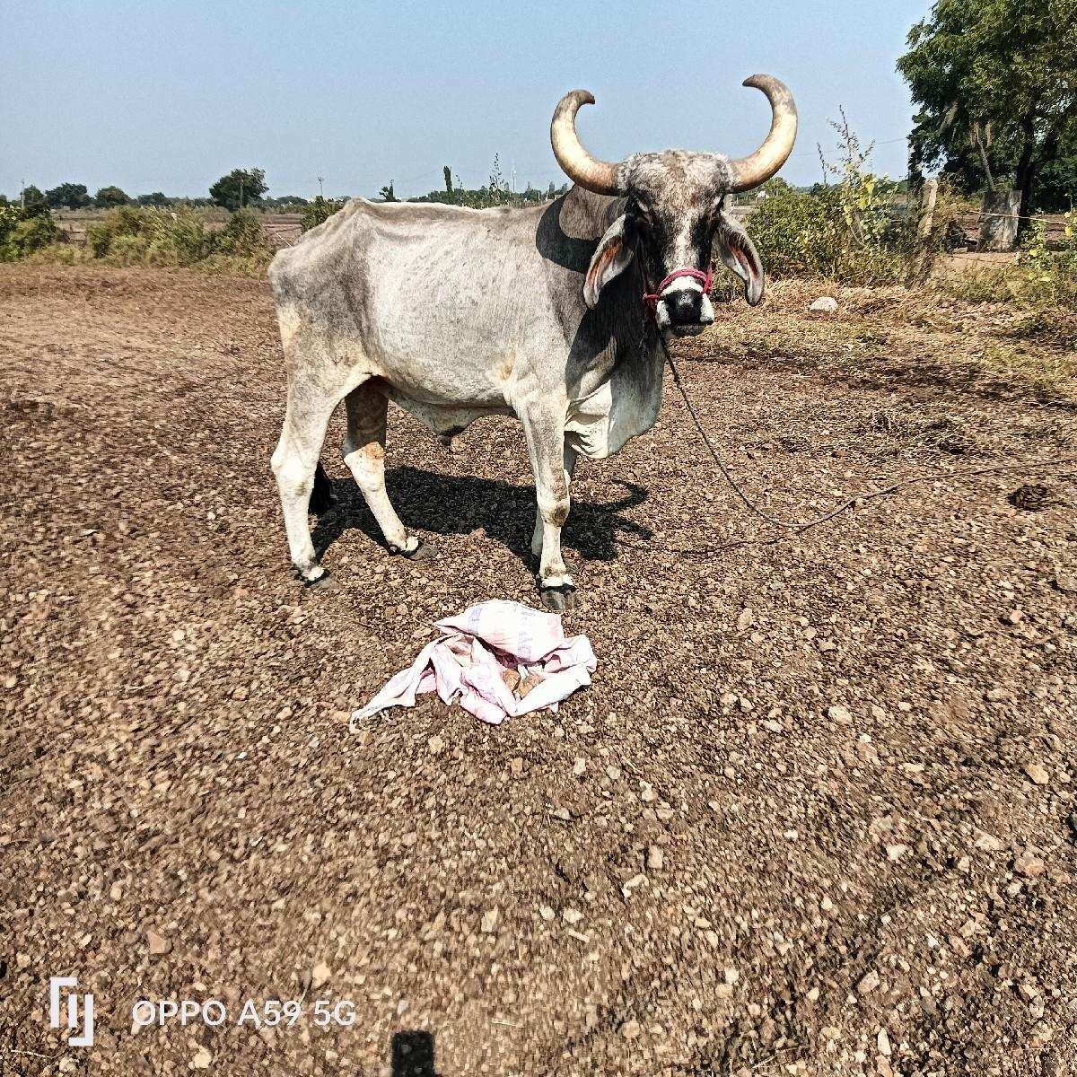 થંબનેલ 2