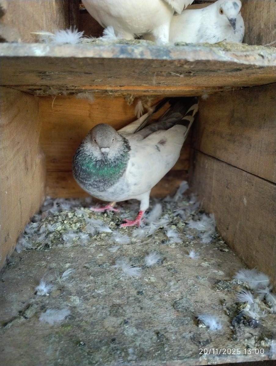 થંબનેલ 3