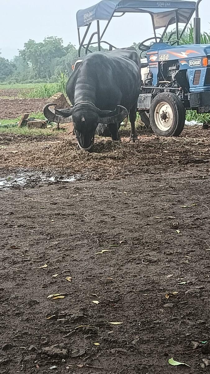 થંબનેલ 3