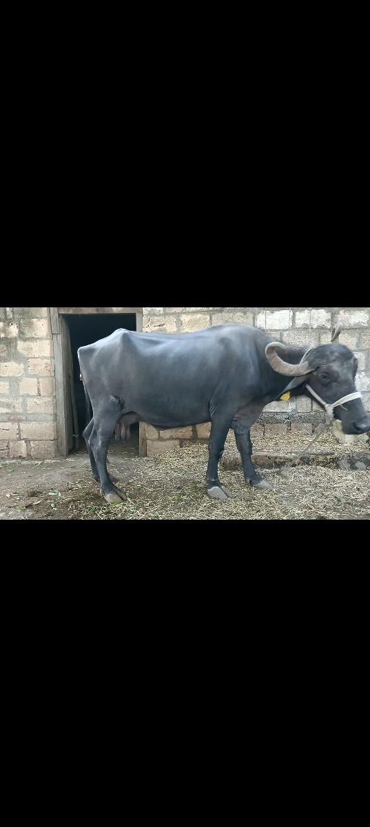 વેચવા નું છે