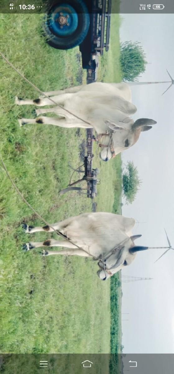 જવાબ ધારી થી વેચવાના છે