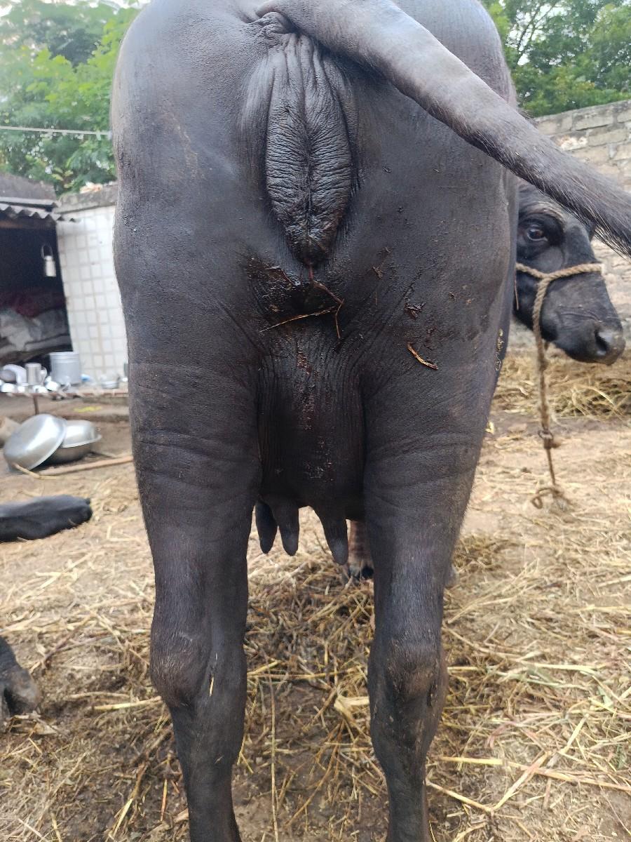 થંબનેલ 3