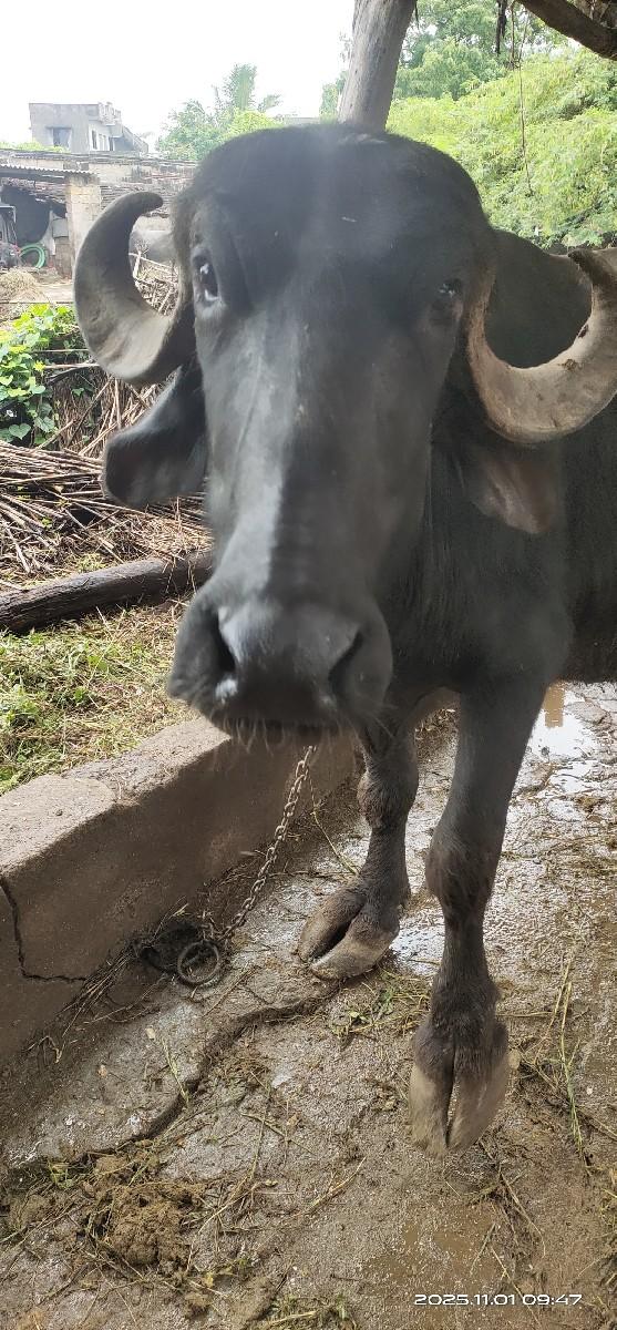 થંબનેલ 2