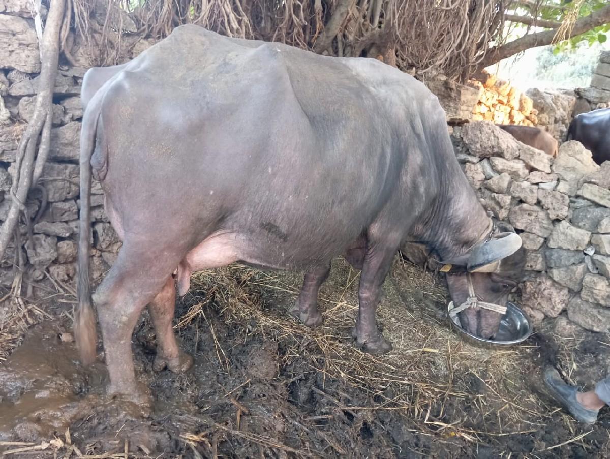 થંબનેલ 3