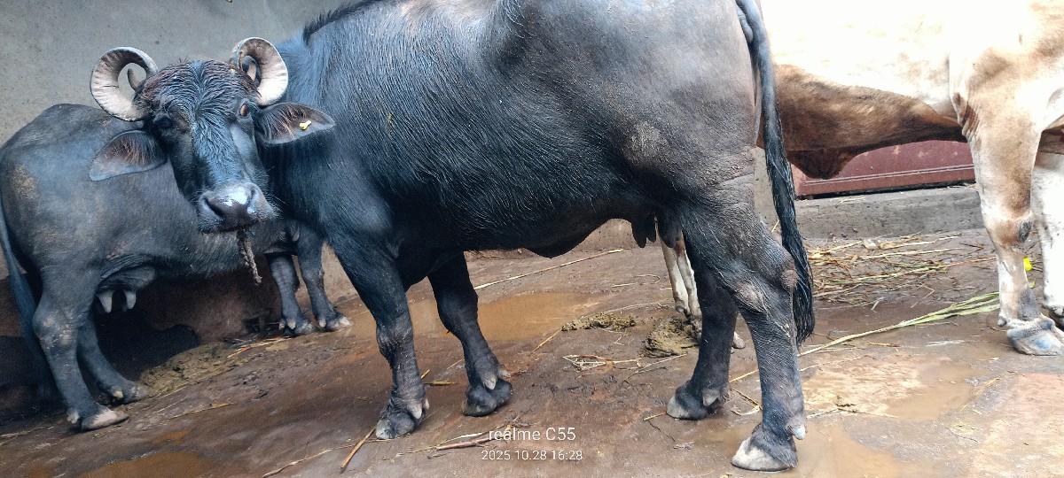 થંબનેલ 2