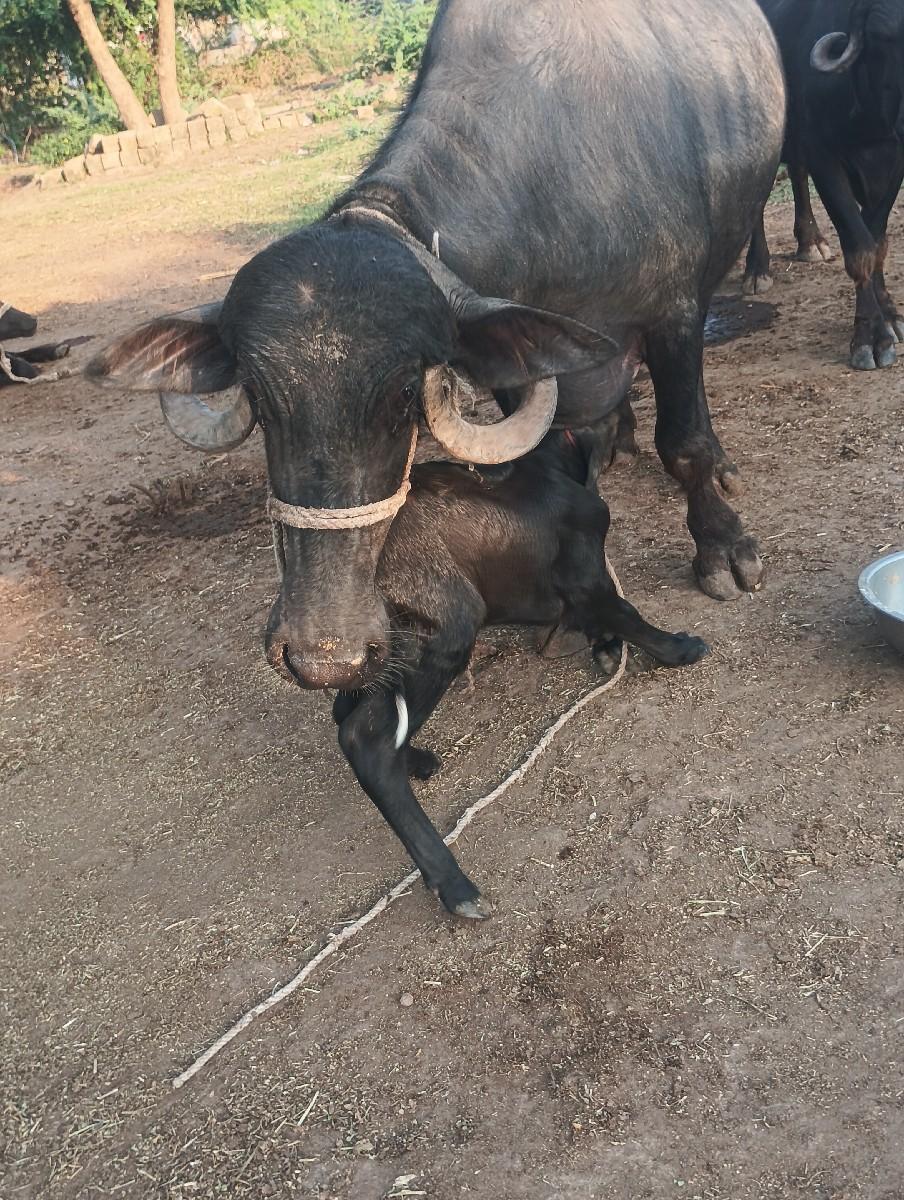 થંબનેલ 3