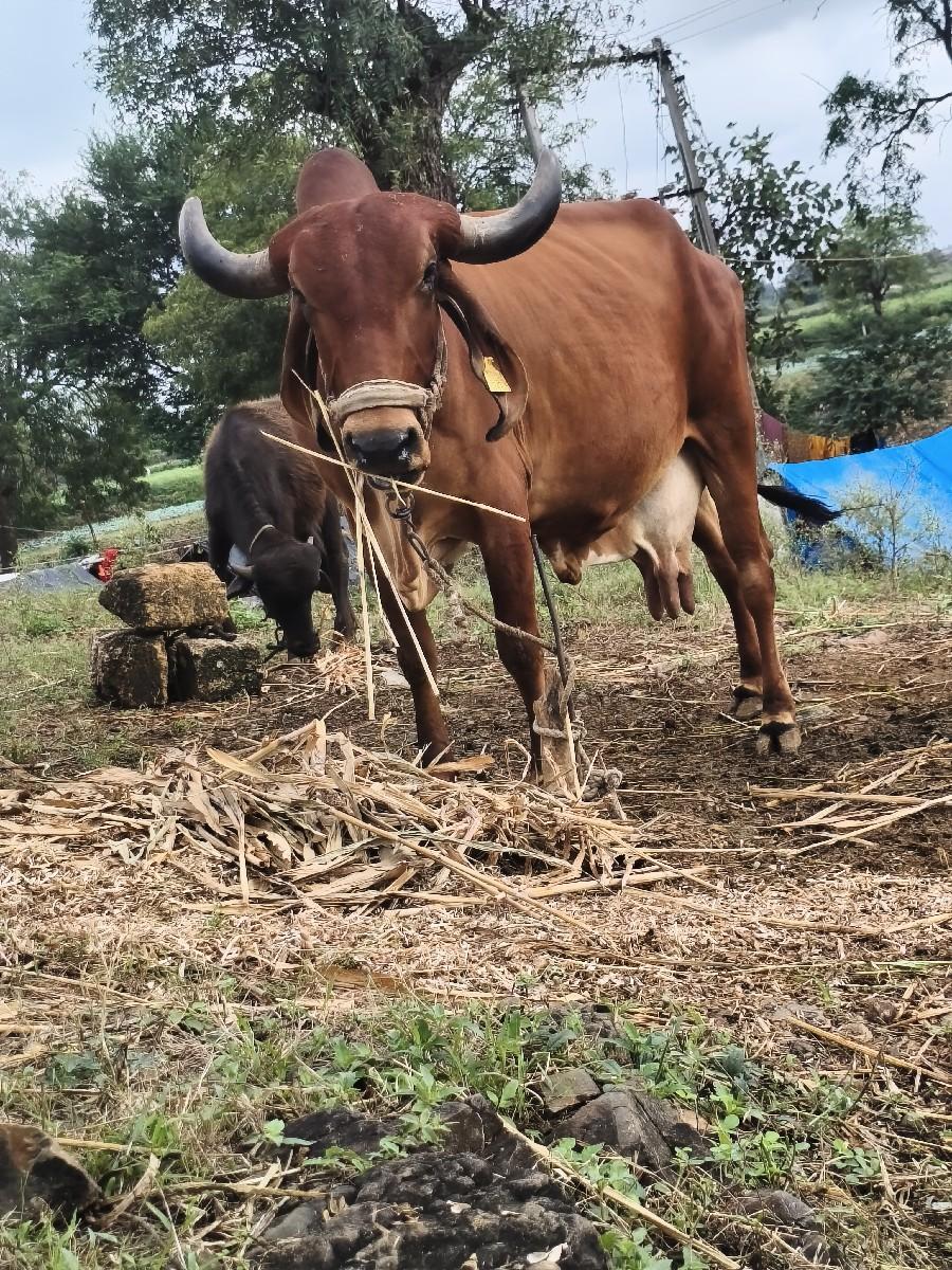 થંબનેલ 2