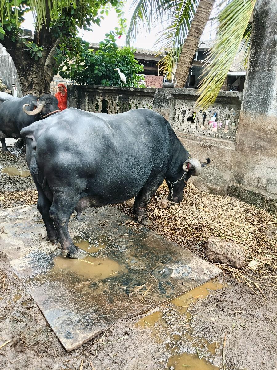 થંબનેલ 3