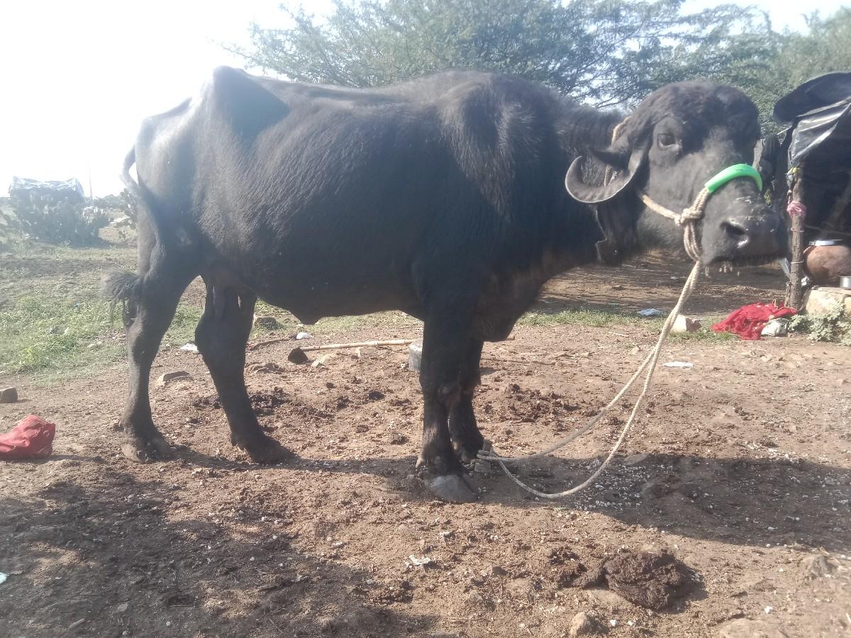 taluka Rajasthan shivrajpur nikaasi