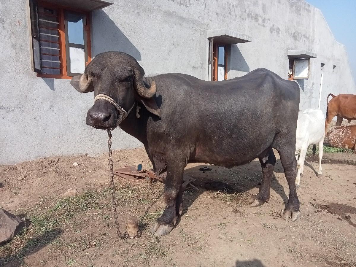 વેચવાની છે