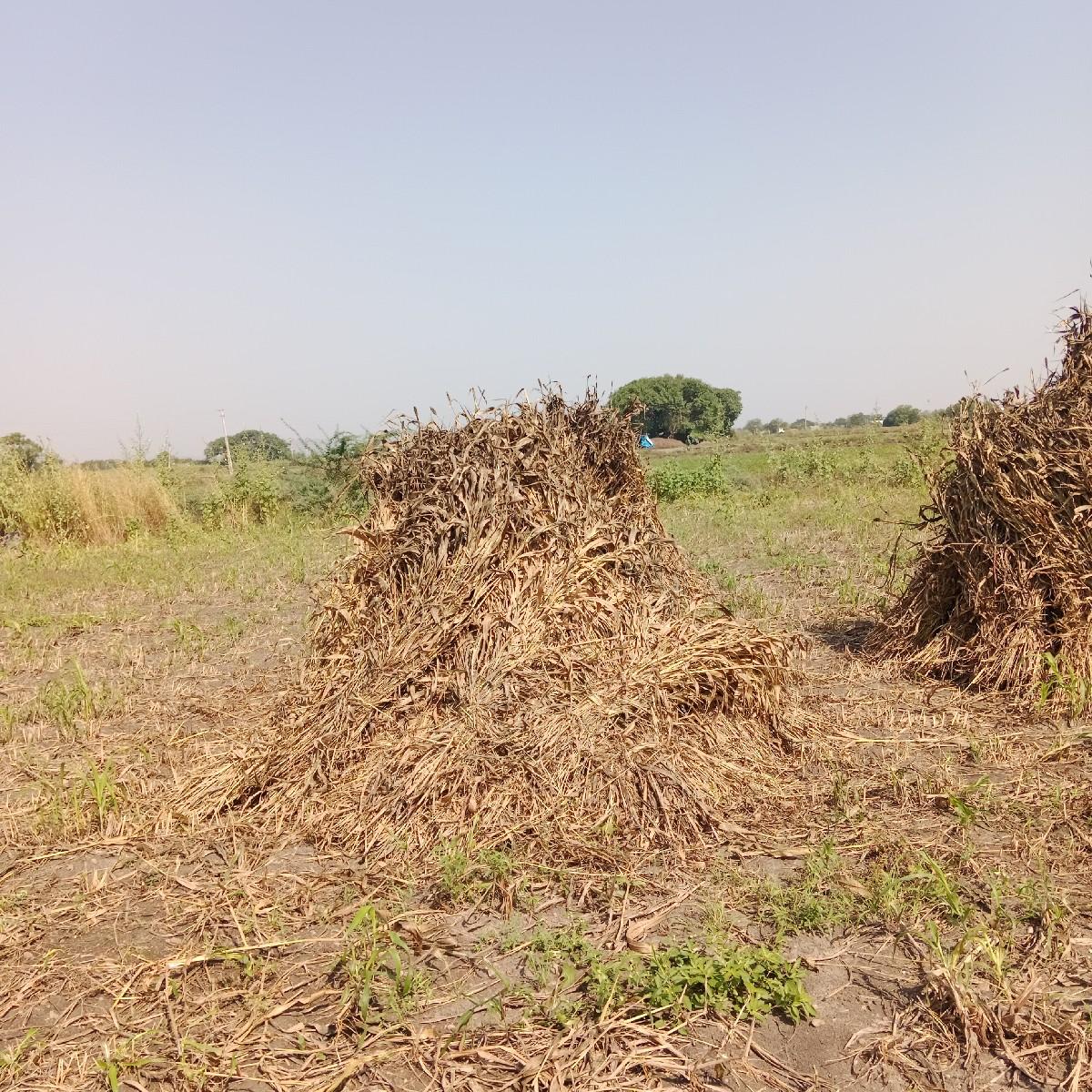 શાર વેસ્વા ની સે