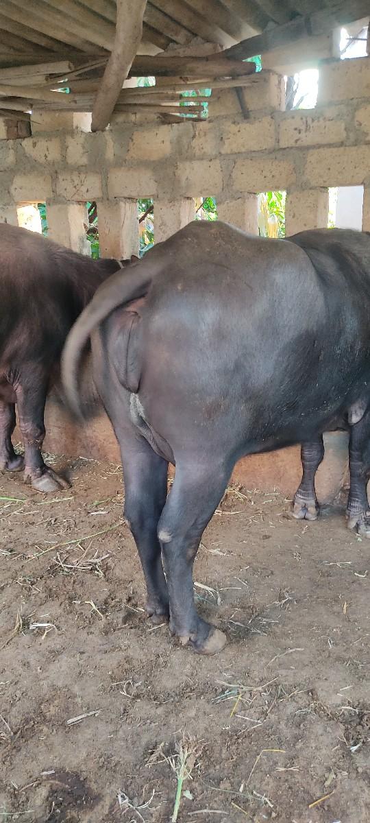 ભેંસ વેચવાની સે