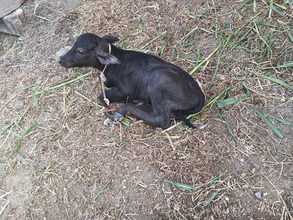 થંબનેલ 3