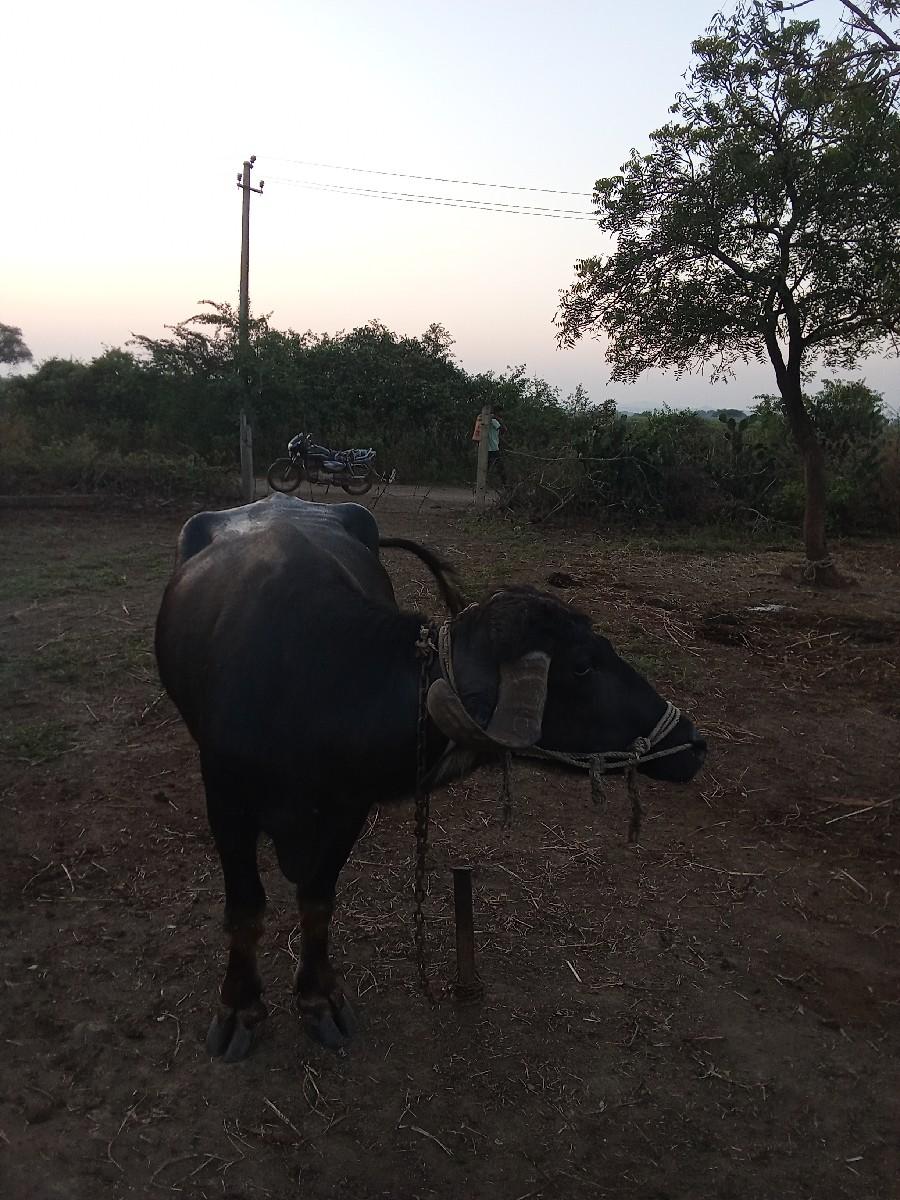 થંબનેલ 2