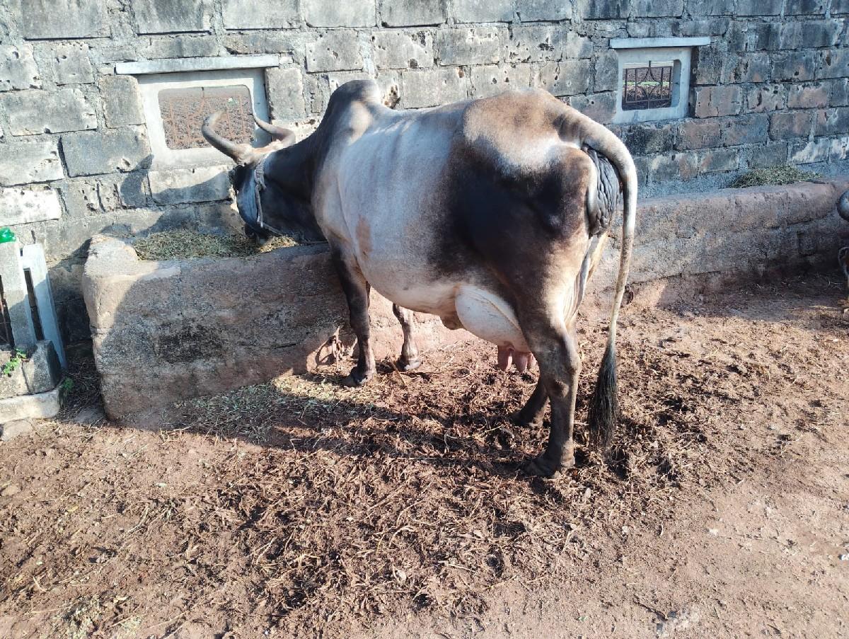 થંબનેલ 2