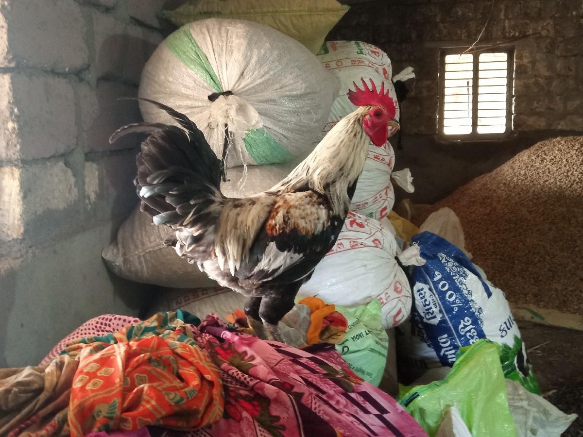 થંબનેલ 3