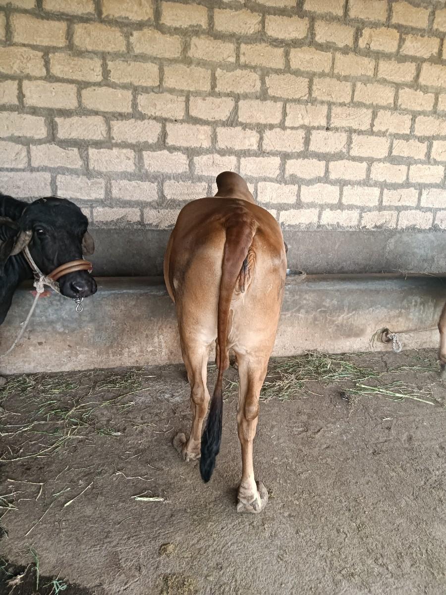 थंबनेल 2