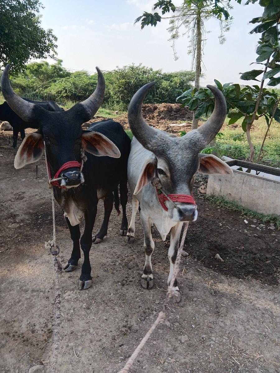 થંબનેલ 2