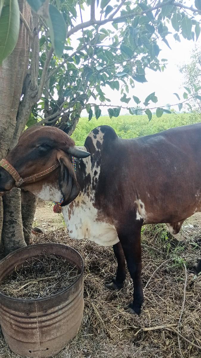 ગાય વેચવાની છે
