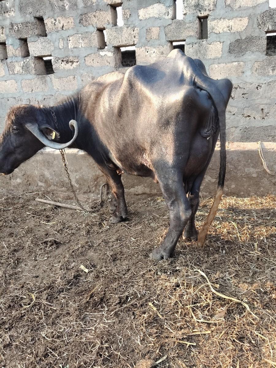 ભેંસ. વેચવાનું. છે
