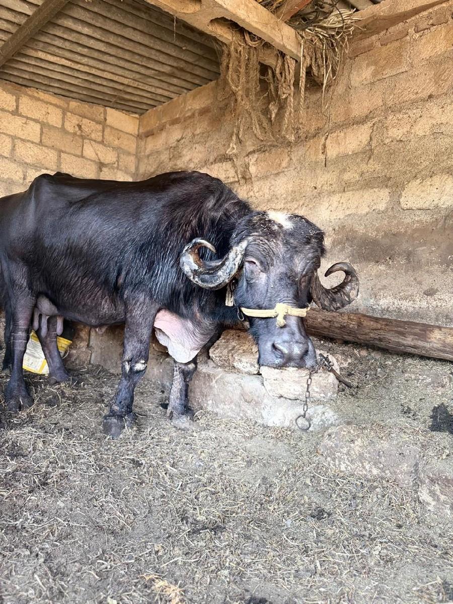 થંબનેલ 2