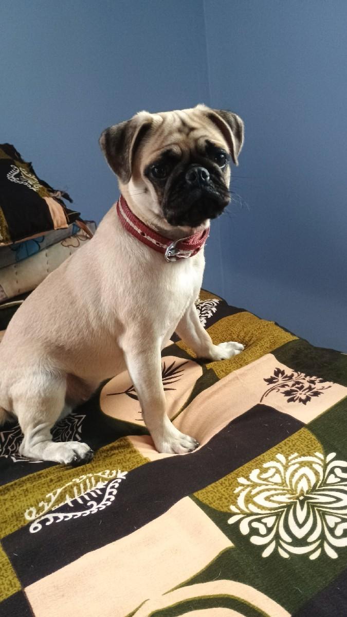 વેચવા નું છે