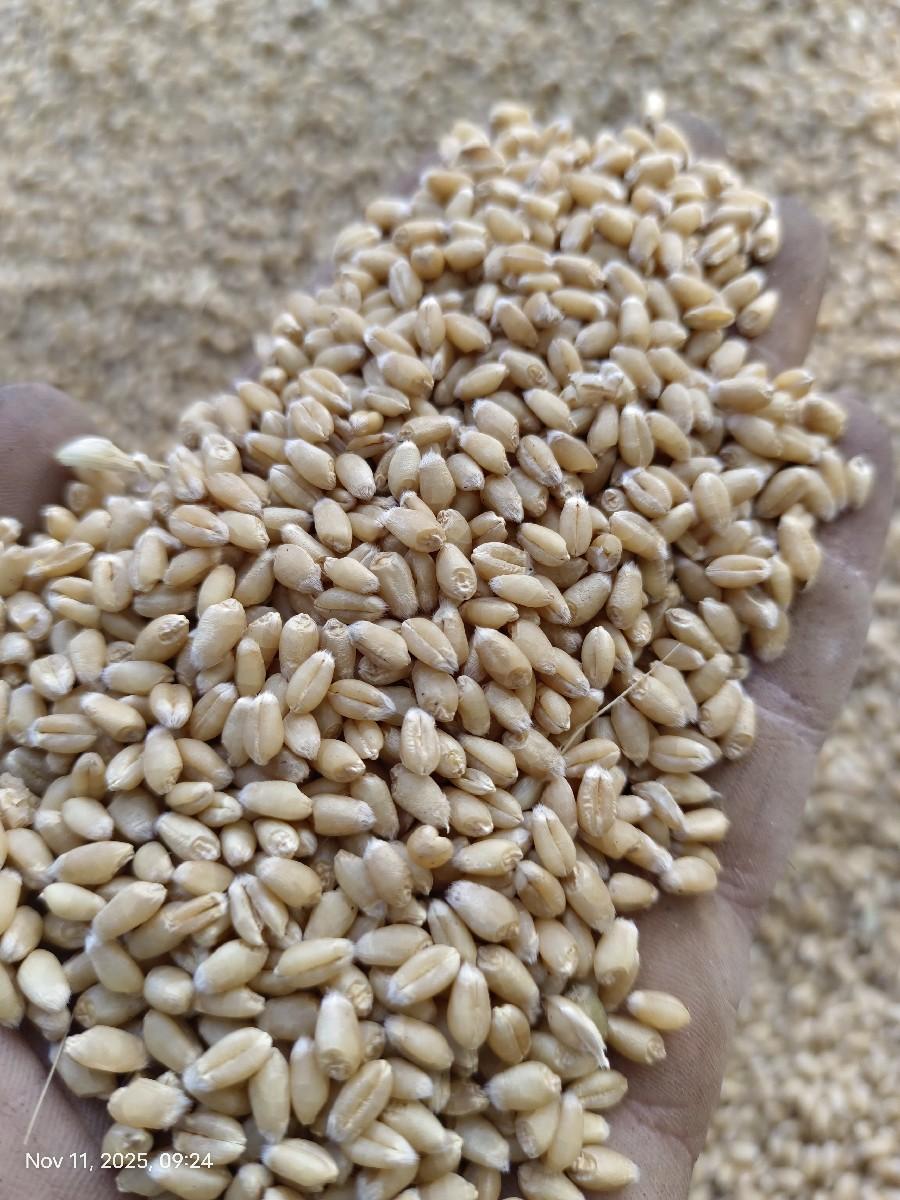 ઘઉં વામન ટુકડા