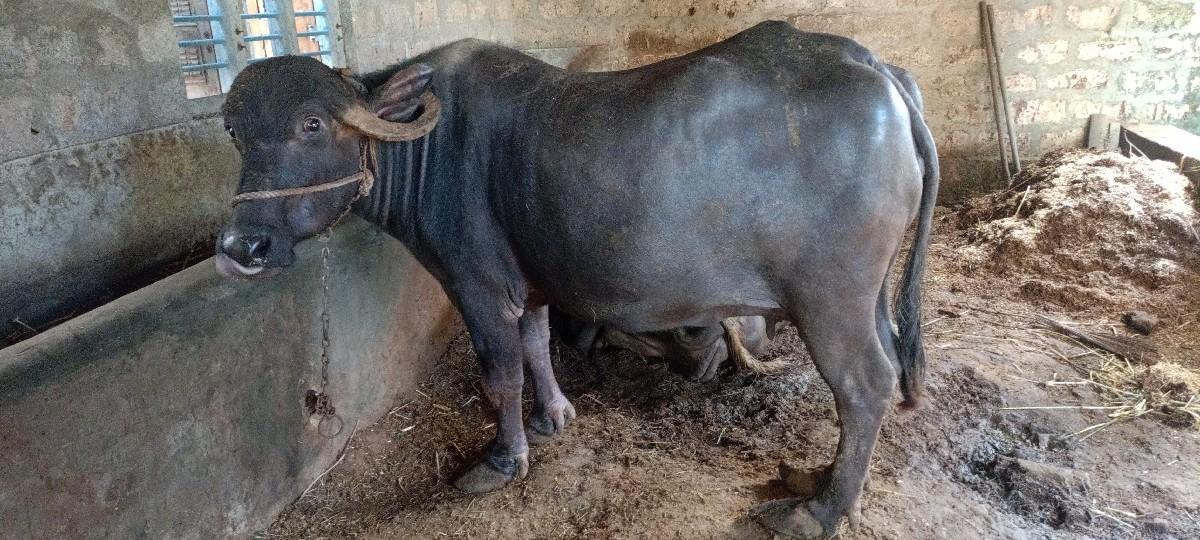 3 વેતર ની ભેંસ