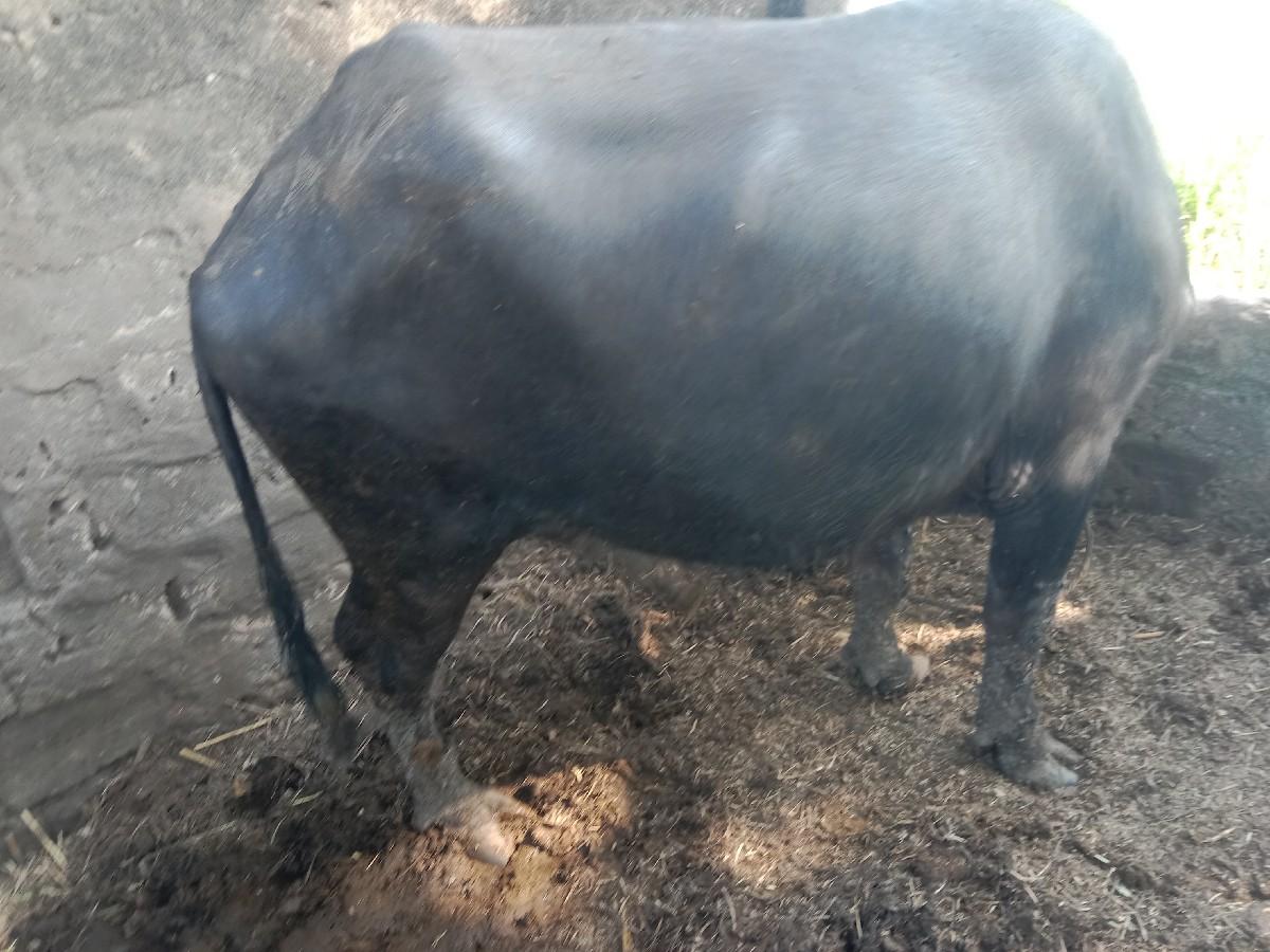 થંબનેલ 3