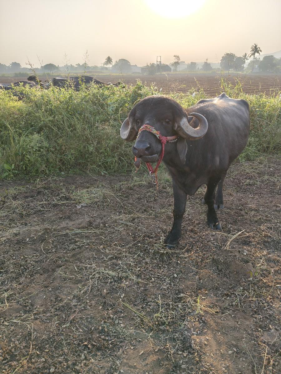 પાડો વેચવાનો છે