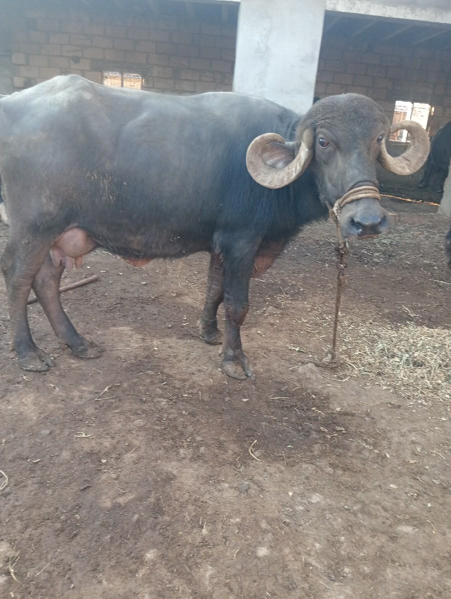 ભેંશ વેચવાની છે