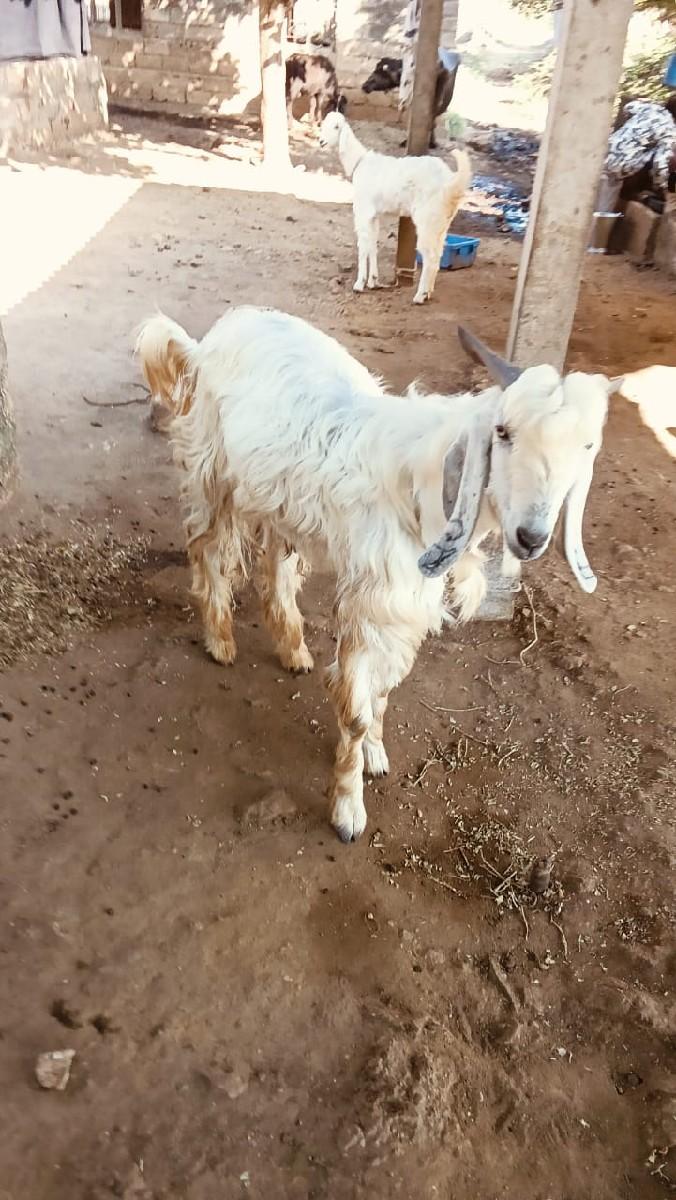 થંબનેલ 2