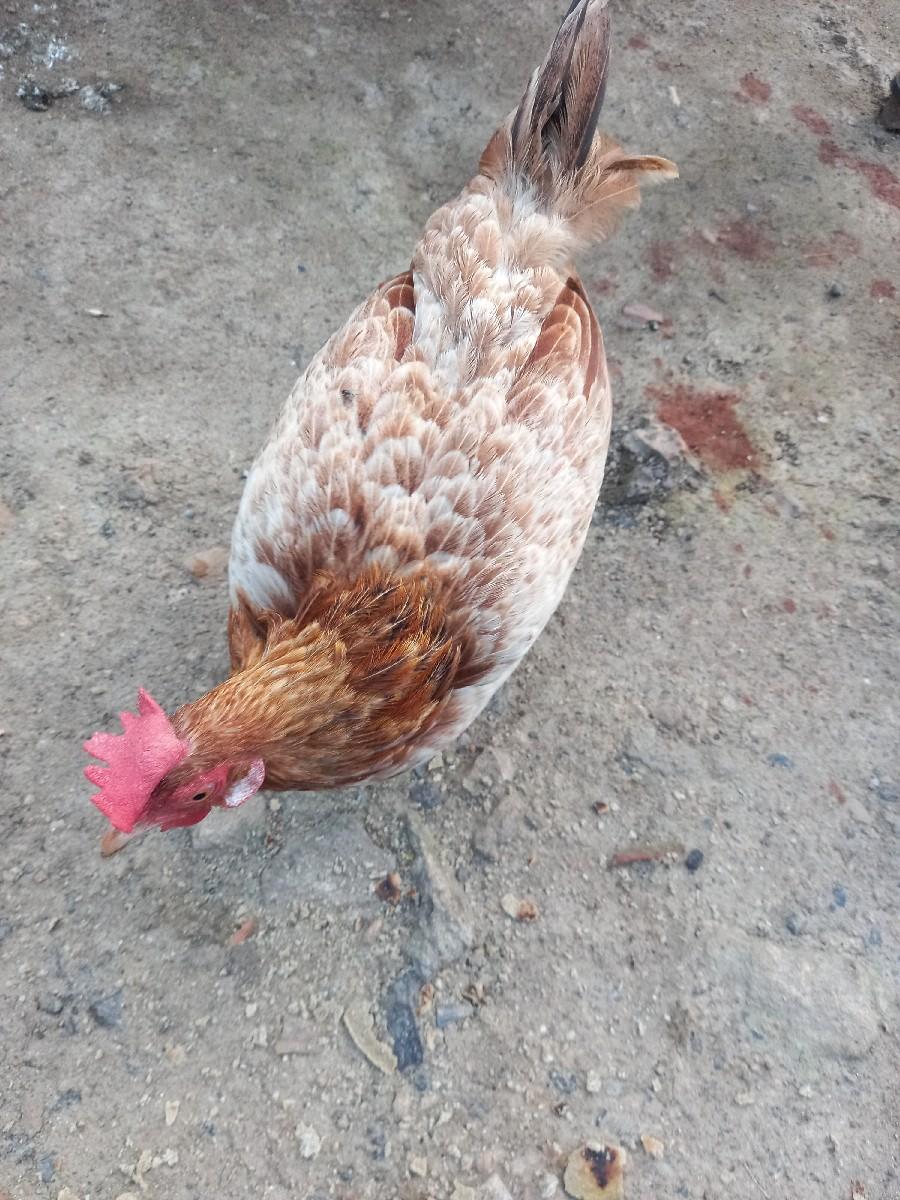 મુરઘી  વેચવાનીછે