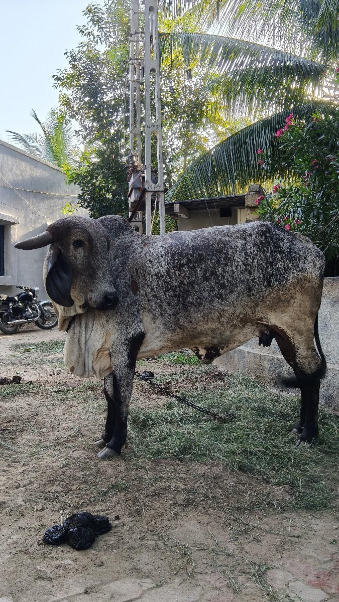 ગીર કાબરી લીલડી વેચવાની છે