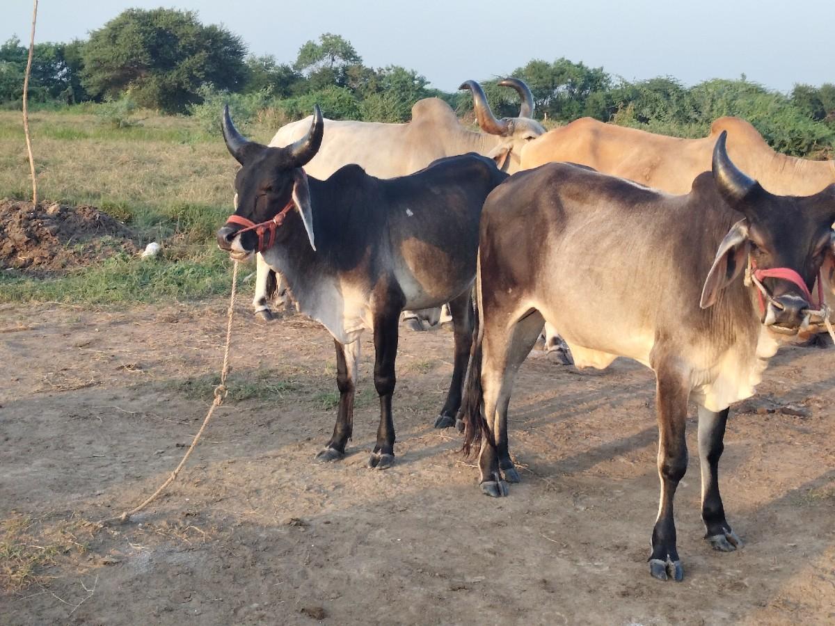 થંબનેલ 3